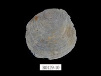 藏品(雲母蛤)的圖片